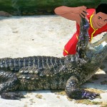 crocodileFEATURE