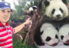 Chengdu Giant Panda Research Base