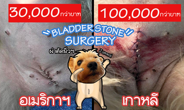 ประสบการณ์ผ่าตัดนิ่วให้น้องหมา ที่อเมริกา และ ที่เกาหลีใต้