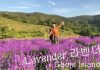Jisepo Fortress, Lavender fields in Geoje Island, South Korea