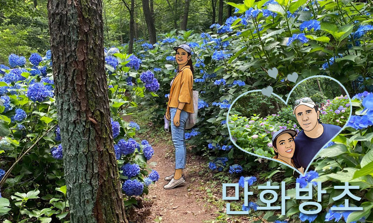 Chasing Hydrangeas in Goseong, South Korea