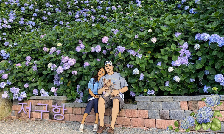 Hydrangea at Jeoguhang port in Geoje Island (June-July)