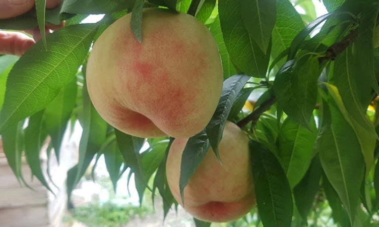 Korean Peaches